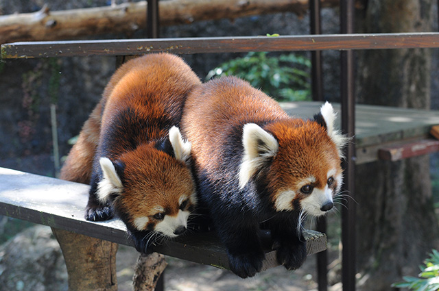 レッサーパンダの「みたらし」「マロン」親子//高知県立のいち動物公園(香南市)