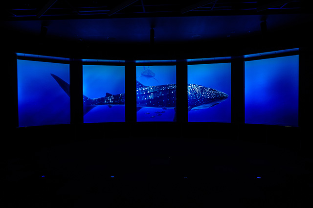 バーチャル水槽に映し出されるジンベエザメ/DMMかりゆし水族館(沖縄県/豊見城市)