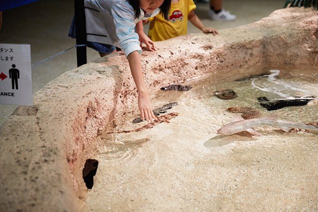ヒトデやナマコに触れるタッチプール/DMMかりゆし水族館(沖縄県/豊見城市)