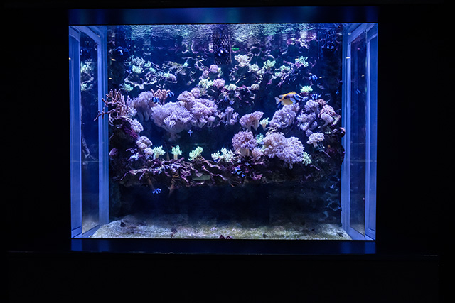 壁面水槽/DMMかりゆし水族館(沖縄県/豊見城市)