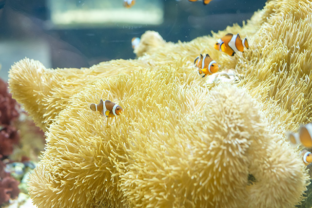 カクレクマノミ/DMMかりゆし水族館(沖縄県/豊見城市)