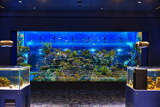 熱帯魚水槽/DMMかりゆし水族館(沖縄県/豊見城市)