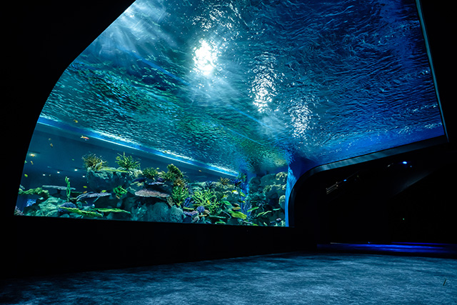 トンネル状の水槽/DMMかりゆし水族館(沖縄県/豊見城市)