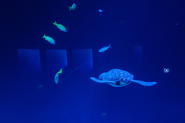 アオウミガメの子供がいる大水槽/DMMかりゆし水族館(沖縄県/豊見城市)