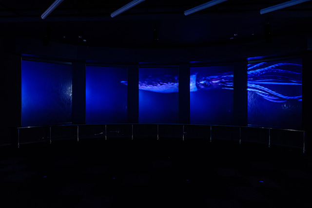 バーチャル水槽/DMMかりゆし水族館(沖縄県/豊見城市)