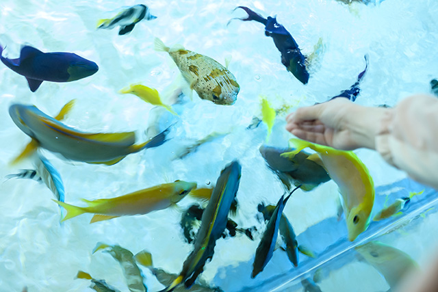 エサやり体験の様子/DMMかりゆし水族館(沖縄県/豊見城市)