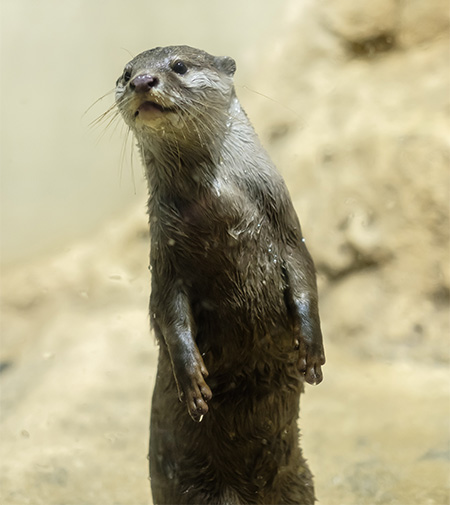 コツメカワウソ/DMMかりゆし水族館(沖縄県/豊見城市)