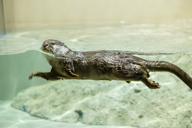 コツメカワウソ/DMMかりゆし水族館(沖縄県/豊見城市)