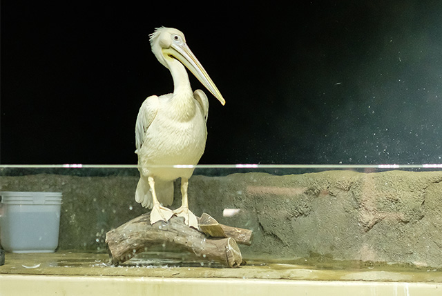 モモイロペリカン/DMMかりゆし水族館(沖縄県/豊見城市)