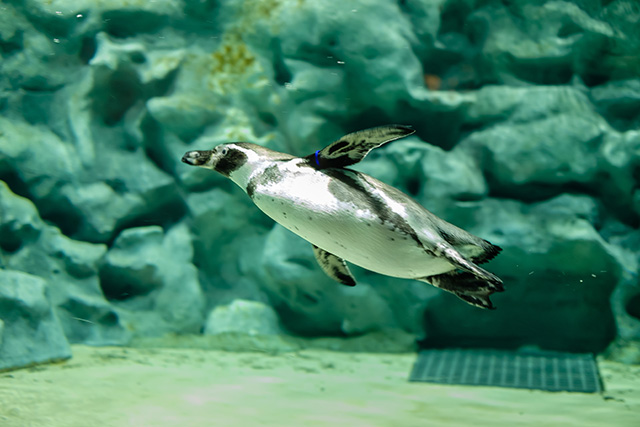 フンボルトペンギン/DMMかりゆし水族館(沖縄県/豊見城市)