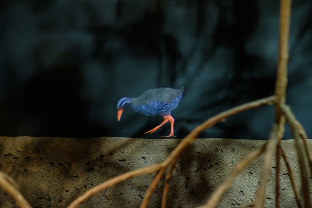 ヤンバルクイナのプロジェクションマッピング/DMMかりゆし水族館(沖縄県/豊見城市)