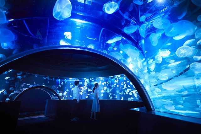 クラゲのパノラマ/京都水族館 クラゲワンダー(京都府/京都市)