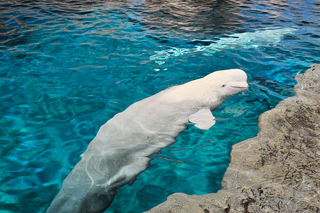 シロイルカ/名古屋港水族館(愛知県/名古屋市)