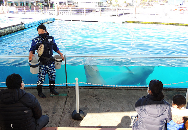 フレンドリータイム シロイルカ 飼育員さんの解説の様子/横浜・八景島シーパラダイス(神奈川県/横浜市)