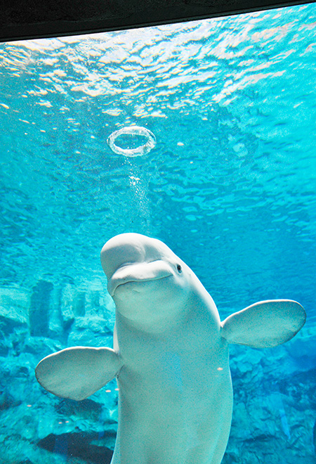 美しいバブルリングを作るベルーガ/名古屋港水族館(愛知県/名古屋市)