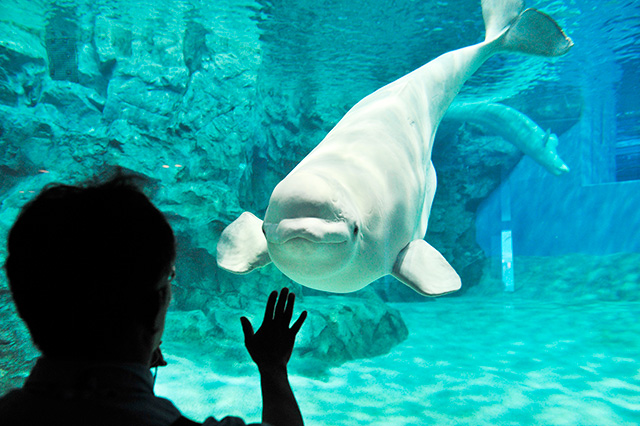 人なつっこいシロイルカ/名古屋港水族館(愛知県/名古屋市)