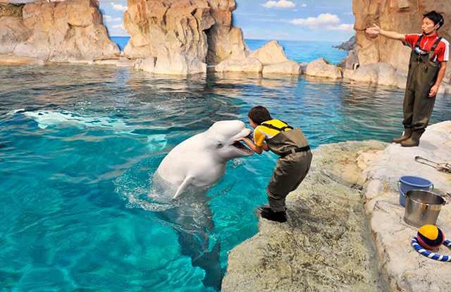 トレーナーさんとベルーガ/名古屋港水族館(愛知県/名古屋市)