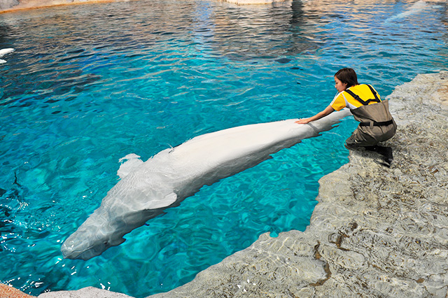 ベルーガの健康管理の様子/名古屋港水族館(愛知県/名古屋市)