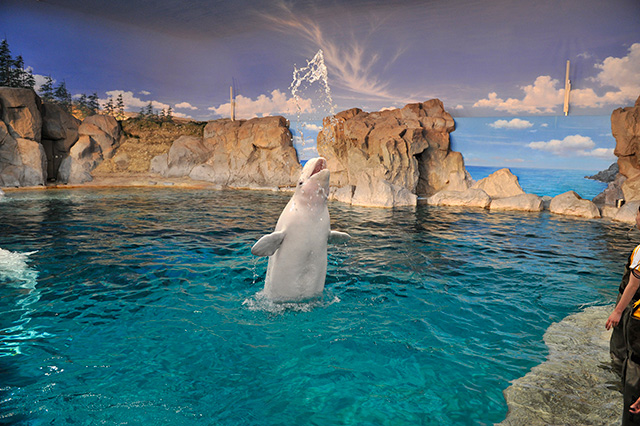 ジャンプして口から水を吹きだすベルーガ/名古屋港水族館(愛知県/名古屋市)