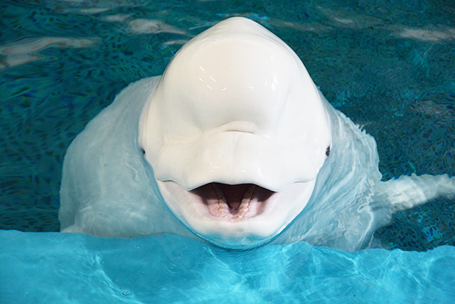 名古屋港水族館のベルーガ“ターニャ”(愛知県)
