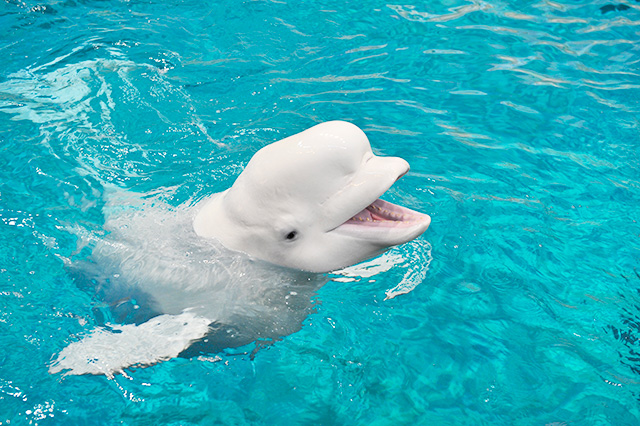 、笑っているように見えるシロイルカの表情/名古屋港水族館(愛知県)