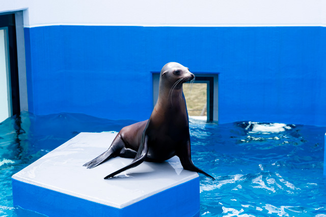 大きなヒレ状の足を使って上手に歩くアシカ/四国水族館(香川県/宇多津町)