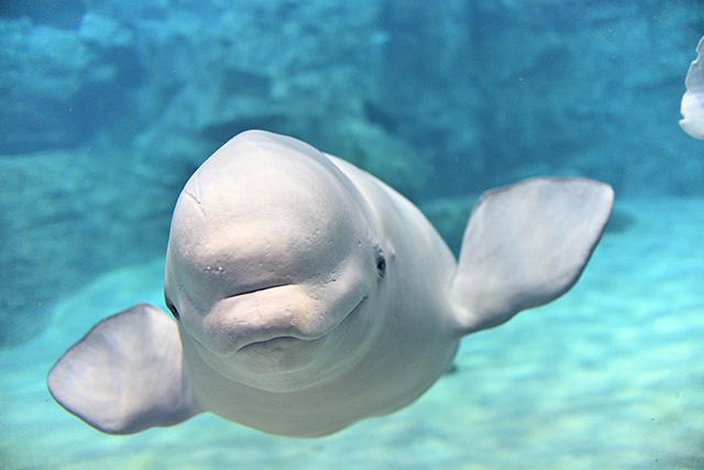 ベルーガの“ナナ”/名古屋港水族館(愛知県/名古屋市)