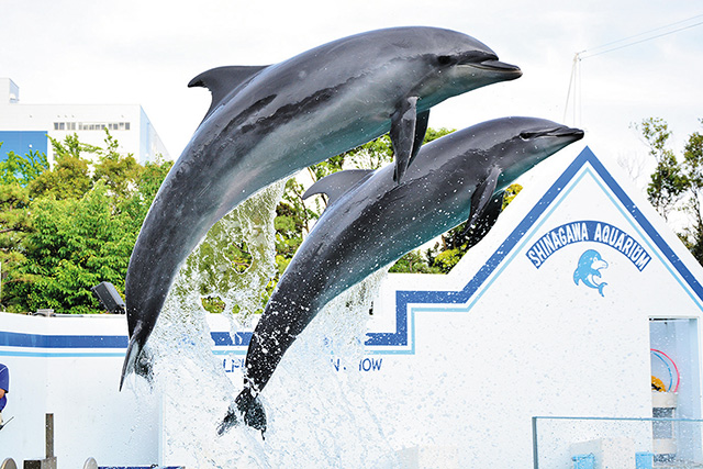 ジャンプするバンドウイルカ/しながわ水族館(東京都/品川区)