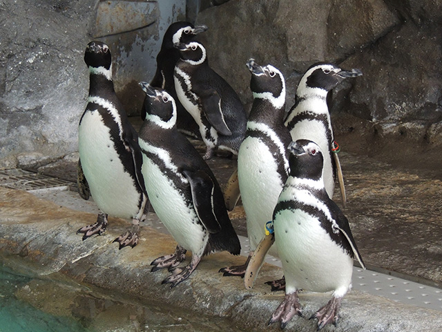 マゼランペンギン/しながわ水族館(東京都/品川区)