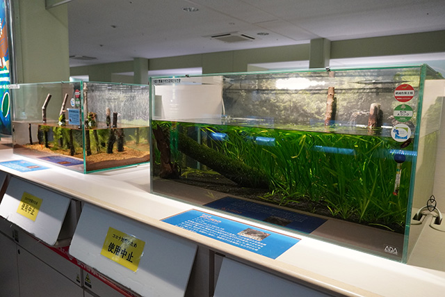 ゲンゴロウの水槽/姫路市立水族館(兵庫県)