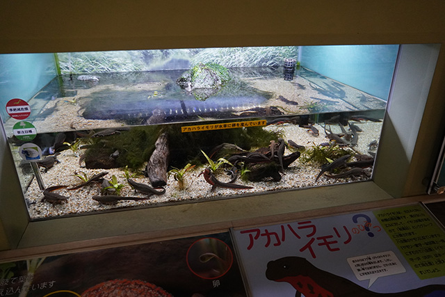 アカハライモリの水槽/姫路市立水族館(兵庫県)