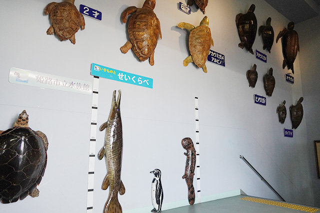 標本とせいくらべができるエリア/姫路市立水族館(兵庫県)