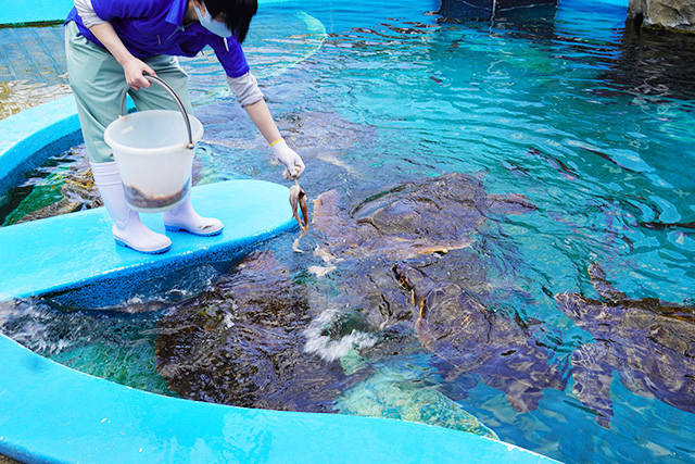 ウミガメのエサやりの様子/姫路市立水族館(兵庫県)