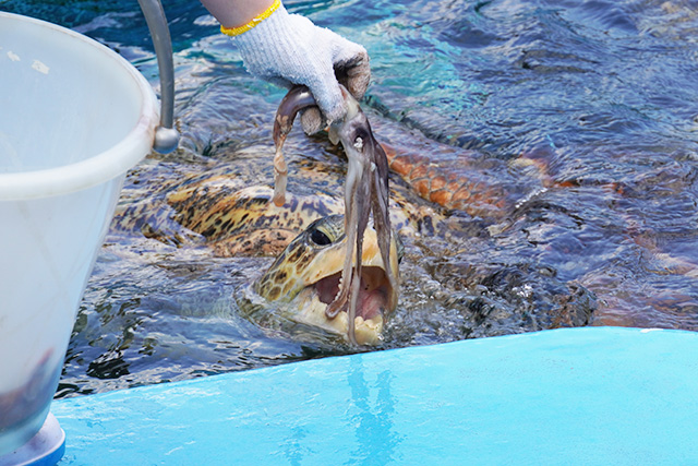 ウミガメのエサやりの様子/姫路市立水族館(兵庫県)