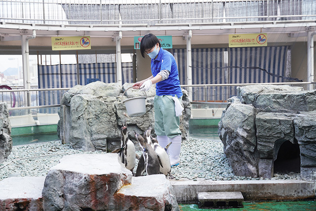 ペンギンのエサやりの様子/姫路市立水族館(兵庫県)