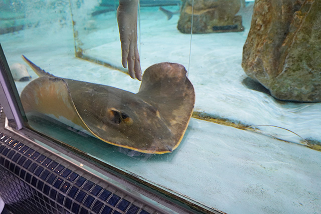 タッチプールにいるアカエイ/姫路市立水族館(兵庫県)