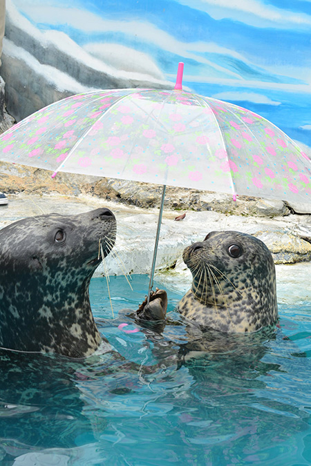 傘をさしてコチラを見るアザラシの“水雨”/新屋島水族館(香川県/高松市)