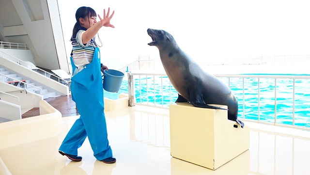 カリフォルニアアシカの“アキ”/マリンワールド海の中道(福岡県/福岡市)