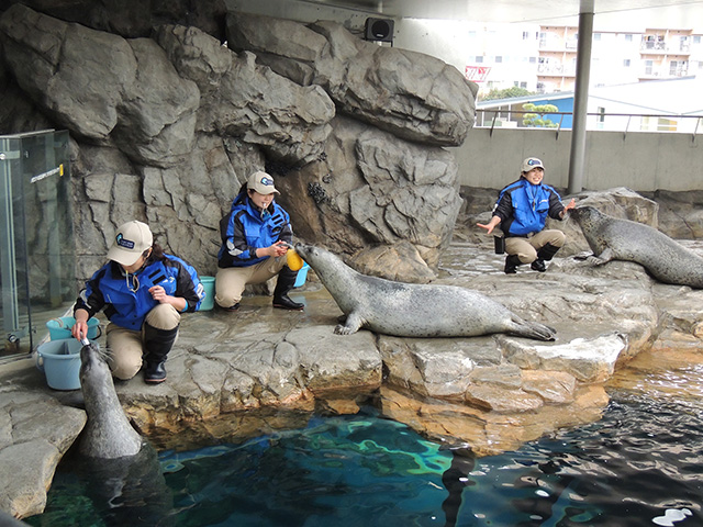 ゴマフアザラシ /しながわ水族館(東京都/品川区)
