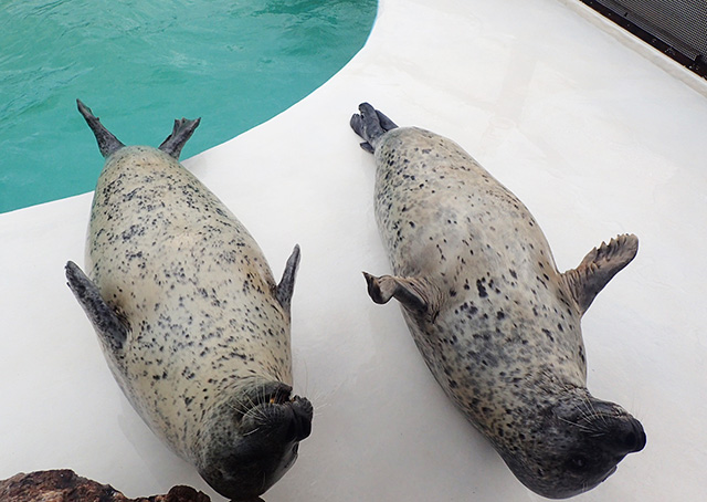 おたる水族館のアザラシ(北海道/小樽市)