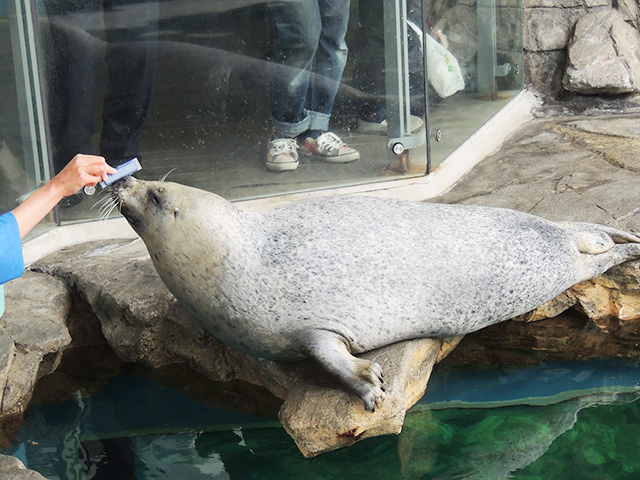 しながわ水族館のゴマフアザラシ(東京都/品川区)