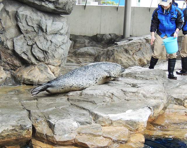 アザラシ /しながわ水族館(東京都/品川区)
