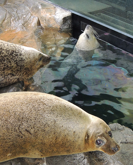 しながわ水族館のアザラシ(東京都/品川区)