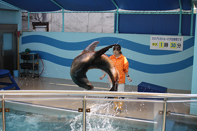 竹島水族館のアシカ(愛知県/蒲郡市)