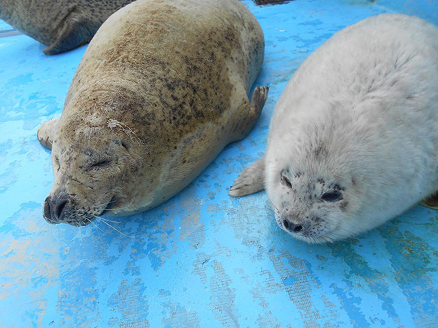 ノシャップ寒流水族館のアザラシ(北海道/稚内市)