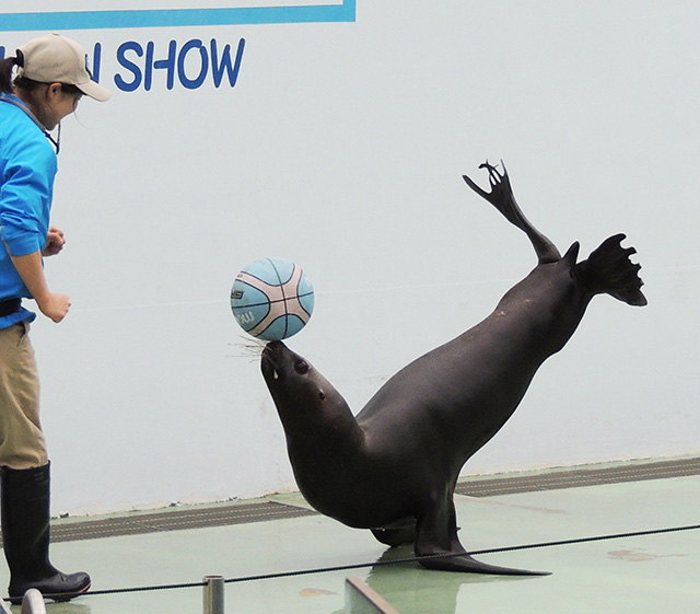 しながわ水族館のアシカ(東京都/品川区)