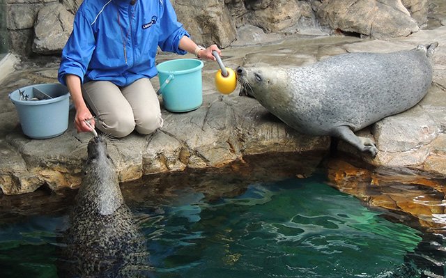 しながわ水族館のゴマフアザラシ(東京都/品川区)