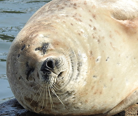 おたる水族館のワモンアザラシ(北海道/小樽市)