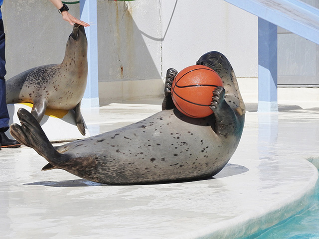 おたる水族館のワモンアザラシ(北海道/小樽市)