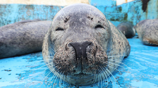 ノシャップ寒流水族館のアザラシ(北海道/稚内市)